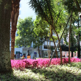 Imagem padrão